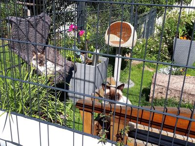 Katze entspannt im gesicherten Garten