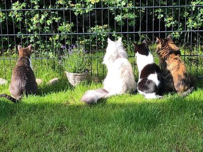 Katzen im gesicherten Garten von PZW